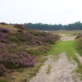 Heather landscape in the Netherlands sur michael meijer