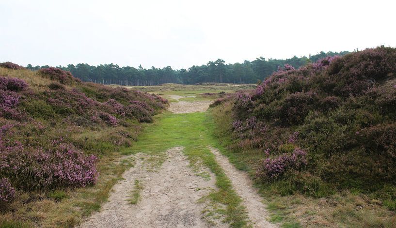 Heide landschap in Nederland van michael meijer