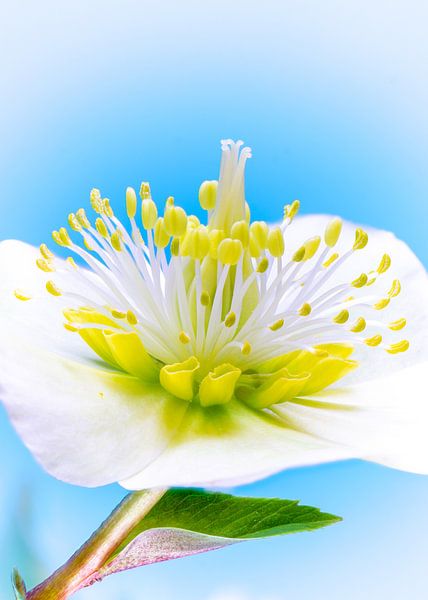 Macro of a christmas rose blossom by ManfredFotos