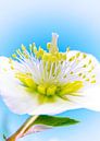 Macro of a christmas rose blossom by ManfredFotos thumbnail