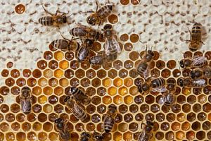 Abeilles sur leur planche avec du miel