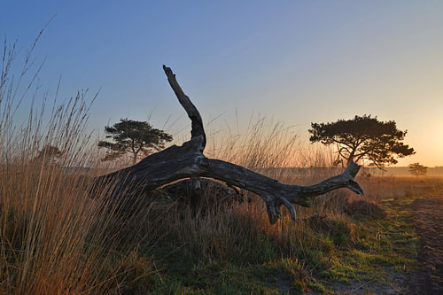 Dode boom brengt omgeving tot leven