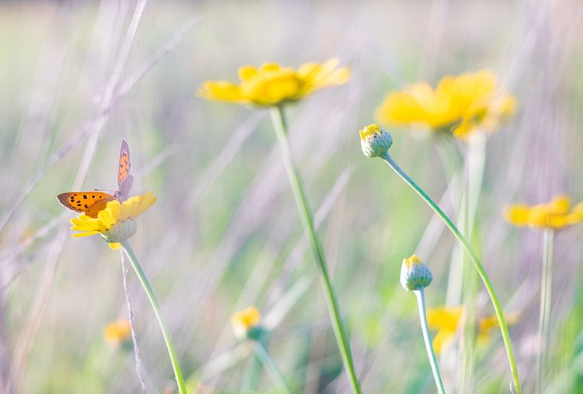 Sommer zu Hause von Elvira Werkman