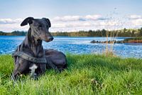 Greyhound