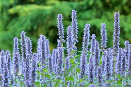 Bossalie of salie met groene achtergrond van Ronald Smits