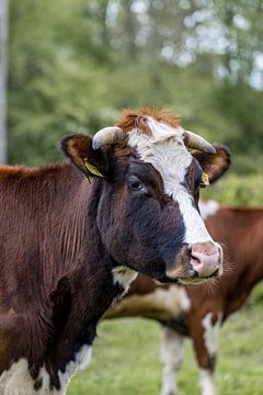 Vache néerlandaise