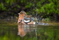 Badderende vink