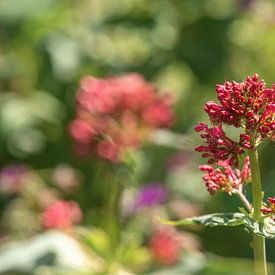 Besinnung im Garten von Mario van Loon