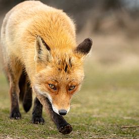 A fox looking for food by Rene van Dam