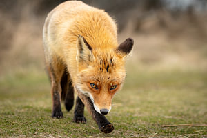 Ein Fuchs auf Nahrungssuche