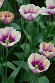 Tulipa at the end of the rainbow von Marcel van Duinen