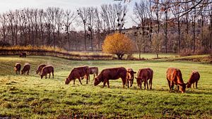 Dampfende Kühe an einem Herbsttag