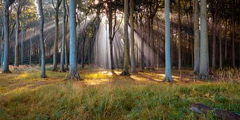 Zonnestralen in het bos