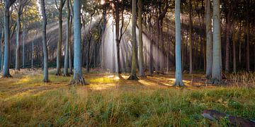 Sunbeams in the forest