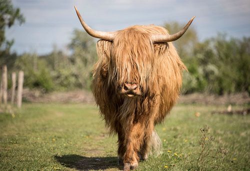 Knappe Schotse Hooglander