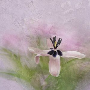 Tulpe 1 - Wabi-Sabi