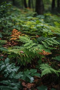 Faszination Wald