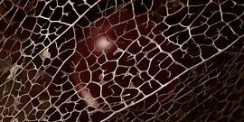 Panorama einer orangefarbenen Beere, die in einem  von Marjolijn van den Berg