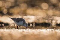 Strandloper