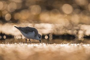 Strandloper sur Hans Overduin