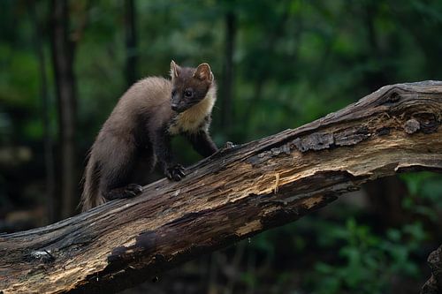 Rare tree marten