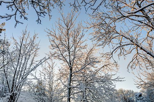 Arbres enneigés. Givre sur fond de ciel bleu