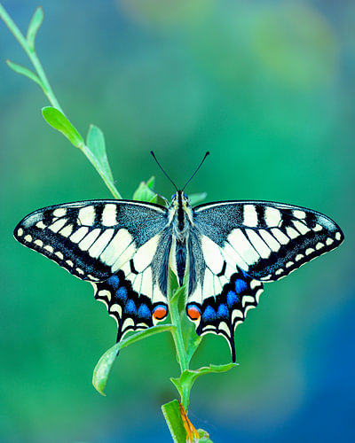 Schmetterling im grünen Licht von John Goossens Photography