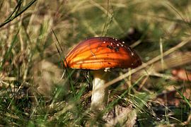 Der Zwergpilz von Alia Maximus