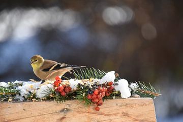 Een distelvink bij de tuinvoeder van Claude Laprise