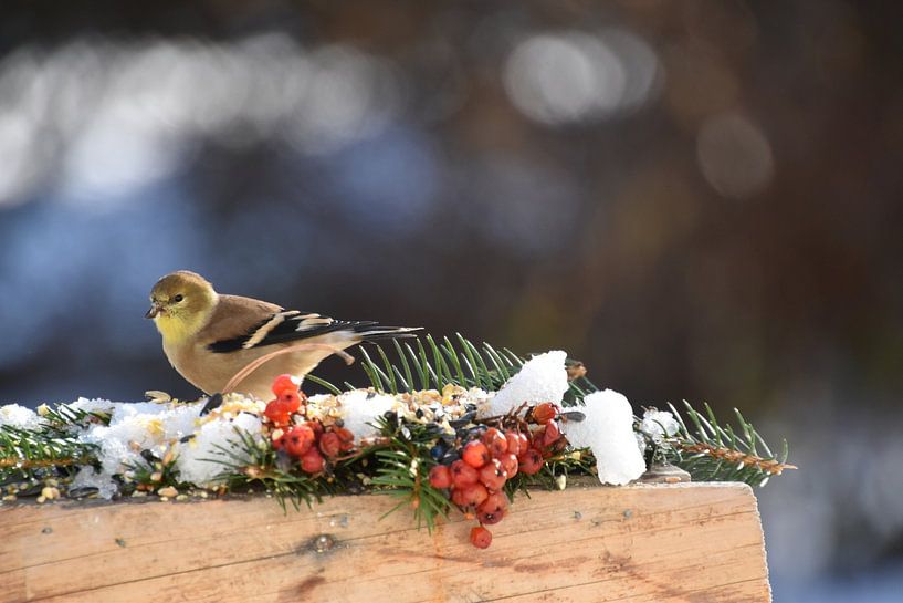 A goldfinch at the garden feeder by Claude Laprise