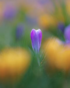 Crocus sur Thijs Friederich