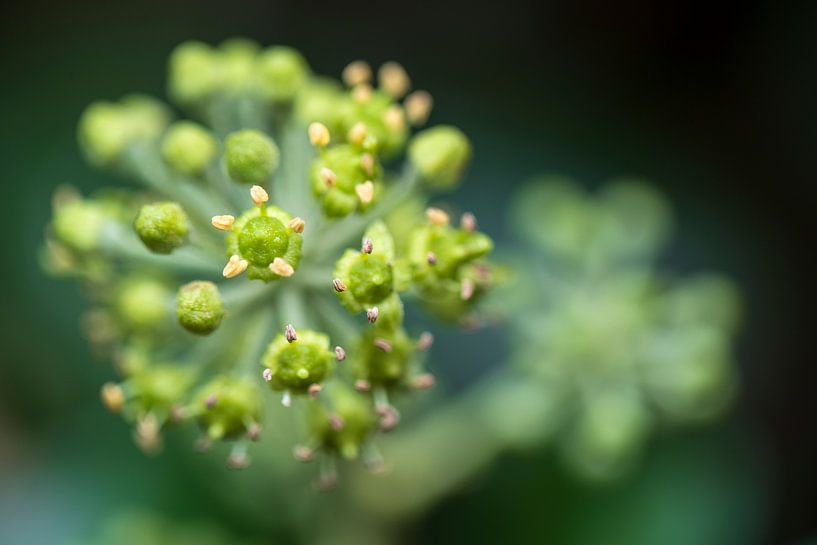Flowering ivy. by Patrick van Gemert