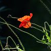 Kaproos in tegenlicht / Poppy in backlight van Henk de Boer