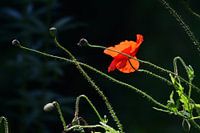 Cap rose en contre-jour / Coquelicot en contre-jour