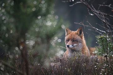 Fuchs im ersten Morgenlicht. von Adrian Visser