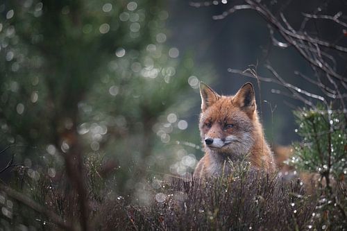Renard dans les premières lueurs du matin.