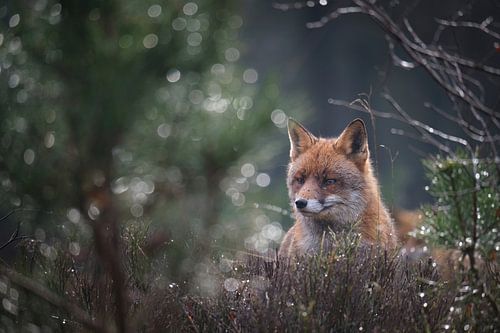 Vos in het eerste ochtendlicht. van Adrian Visser