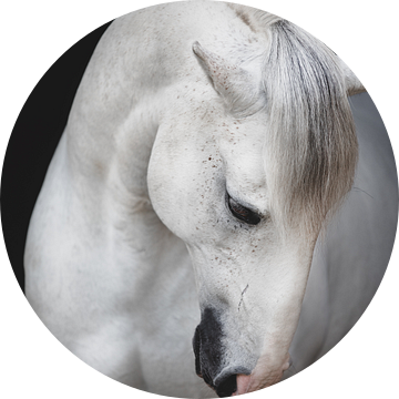 Fine-Art foto van Fidalgo van Estelle Roelofs