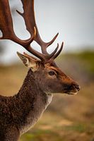 Damhirsch in Herbstfarben
