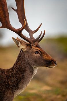 Damhert in herfstkleuren