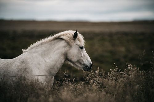 Beautiful White Icelandic wild horse in the field