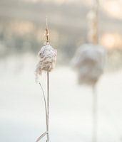 Twee in de Natuur: Typha latifolia: 2 bloem staken aan de waterkant