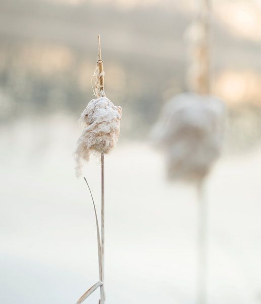 2 in der Natur: Typha latifolia: 2 Blütenstiele am Wasser von John Quendag