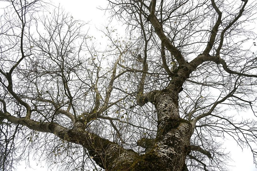 Kahle Baumkrone von Jose Lok
