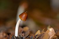 Gebogen bruine paddenstoel