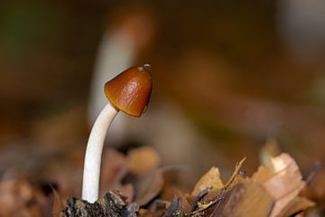 Gebogen bruine paddenstoel van Kristof Leffelaer
