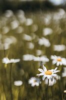 Photo de nature en gros plan de marguerites sauvages dans le sud du Limbourg | Photographie de natur
