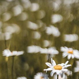 Close-up natuurfoto van wilde madeliefjes in Zuid-Limburg | Natuurfotografie van eighty8things