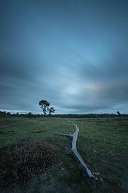 De dode tak, landgoed Heidestein! van Peter Haastrecht, van