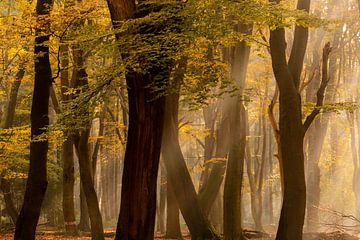 Goldener Wald von Mariëlle Weijsenfeld